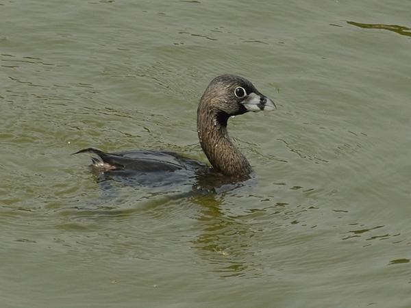 <h3><a href="/trips/salesopolis-2014/biota/animalia/chordata/aves/011 podicipediformes/001 podicipedidae/podilymbus podiceps/podilymbus podiceps-nl.html">Podilymbus&nbsp;podiceps</a> / Pied‑billed&nbsp;grebe / Dikbekfuut</h3>NIKON D7100 met AF-S DX VR Zoom-Nikkor 18-200mm f/3.5-5.6G IF-ED [II], 1/2000 sec  bij F5.6, ISO 400, afstand 7.94&nbsp;m